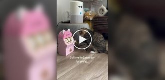 Девушка собрала слот-машину для кошки