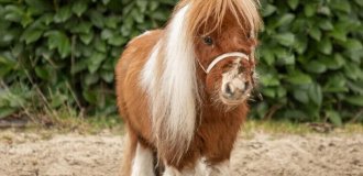 Маленький конь с большим и добрым сердцем (6 фото + 1 видео)