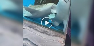 Леопардовая акула «проявила внимание» к сородичу