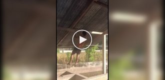 Подтянулся до потолка