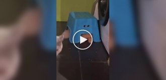 Рыжий пушистый шпион