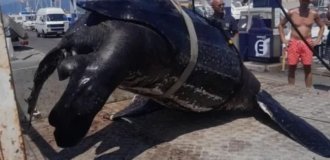 Weighed 300 kilograms: one of the largest turtles in the world was caught in Italy (3 photos)