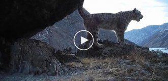 Фотоловушки зафиксировали пение снежных барсов