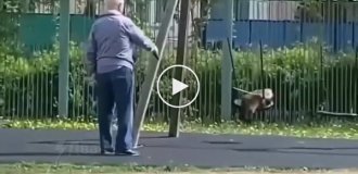 A man swings his cat on a swing