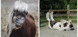 20+ скакунов, способных моментально преобразиться в забавных клоунов (21 фото + 1 видео)