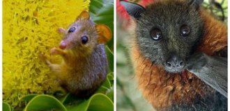 From beetles to lemurs: 8 unexpected pollinators that are not bees (9 photos)