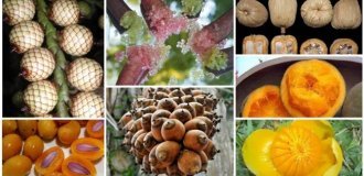 20 съедобных плодов, о которых вы даже не слышали (22 фото)