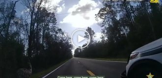 На сбежавшего эму надели наручники