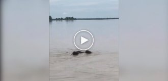 In India, elephants swept away by a current from Nepal were rescued.
