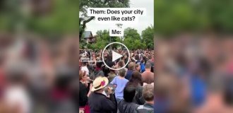 In Minneapolis, the annual Cat Tour was held, where people with posters asked residents to show cats out the window