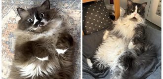 25 фото кошачьих пузиков, которые притягивают сильнее любого магнита (26 фото)