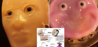 Японские учёные создали жуткого робота с лицом из живой кожи (6 фото + 1 видео)