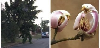 20 фотографий, демонстрирующих таланты созданий природы в искусстве маскировки (21 фото)