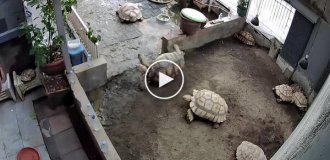 Черепаха пришла на помощь опрокинутому другу