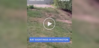 Крысиное нашествие в пригороде Нью-Йорка