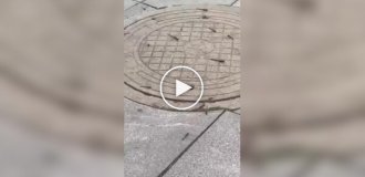 Стрекозы пируют у люка