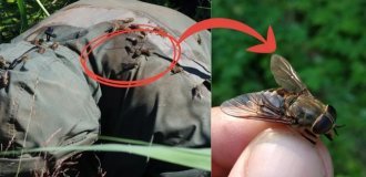 Bull horsefly: drives cows to psychosis (10 photos)