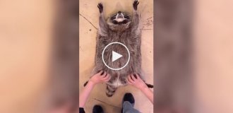 Raccoon owners showed how their furry friend is cared for every day