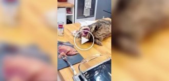 Очаровательные попытки котиков стащить еду из тарелки