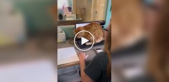 «Сделай перерыв!»: на видео попала главная причина меньше работать