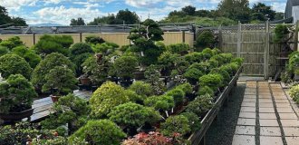 How popularity ruins bonsai breeders (6 photos)
