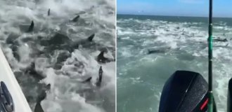 Like in a Horror Movie: Fishermen Suddenly Find Themselves in the Epicenter of Shark Aggression (2 photos + 1 video)