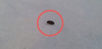 Carpet beetles: they are in every apartment. Should you worry about tiny neighbors? (8 photos)