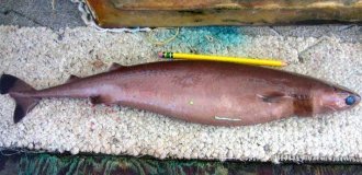 A shark that leaves terrible scars on its body (7 photos)