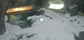 A polar bear is having a good time in its enclosure