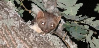 Stone Marten: Why do ordinary chickens in a barn make them psychotic? (9 photos)