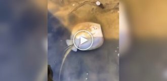 Birth of little stingrays