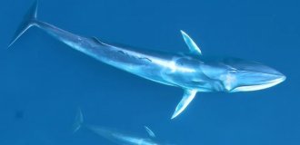 Omura's minke whale: a rare and poorly studied species of whale (8 photos)