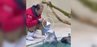 Морские выдры помогают работникам чистить бассейн