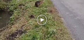 A Pole meets a nutria