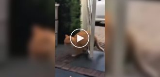 Смешные толстые коты