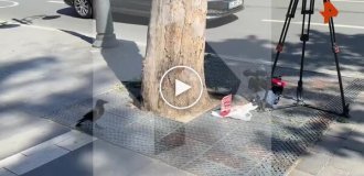 Ворона украла еду журналистов