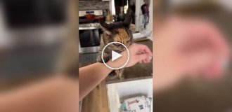 Когда очень надо сделать кусь