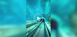 Самый необычный эскалатор в мире