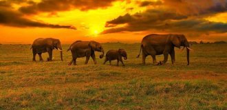 Как слоны понимают смерть? (5 фото)