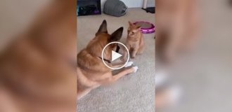 It's useless for dogs to fight a real cat