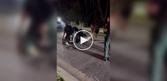 Поліцейські затримали алігатора у Флориді