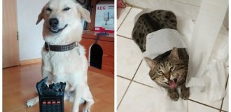 20 примеров, демонстрирующих гениальность наших питомцев в области мелких пакостей (21 фото)