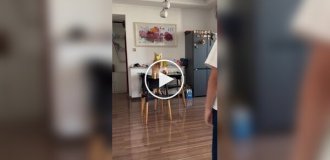 Оказывается, с котом можно играть в бадминтон котминтон