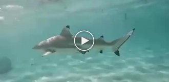 What a "shark sneeze" looks like