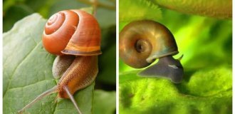 Стебельчатоглазые и сидячеглазые брюхоногие моллюски (6 фото)