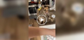 Кошачьи нежности