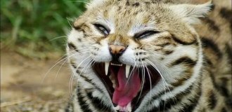Монстр размером с кружку: самая смертоносная кошка в мире (11 фото)