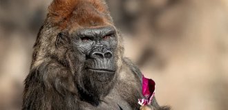 Одна из старейших горилл умерла в зоопарке Калифорнии (4 фото)