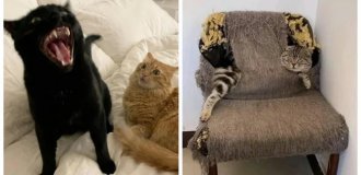 20 примеров занятий котиков, считающих, что их никто не видит (21 фото)