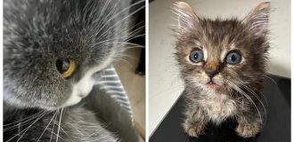 25+ пухнастих миттєвостей радості, які роблять наше життя щасливішим (26 фото)